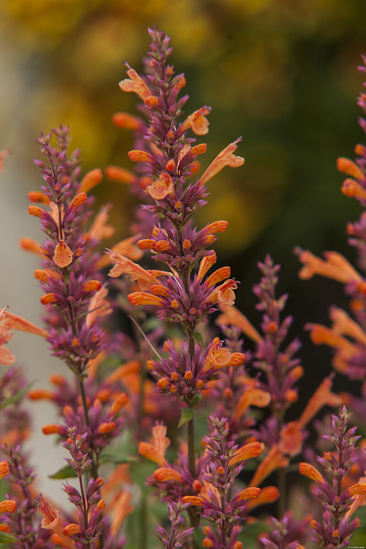 Agastache Mango Tango, Loukykvět