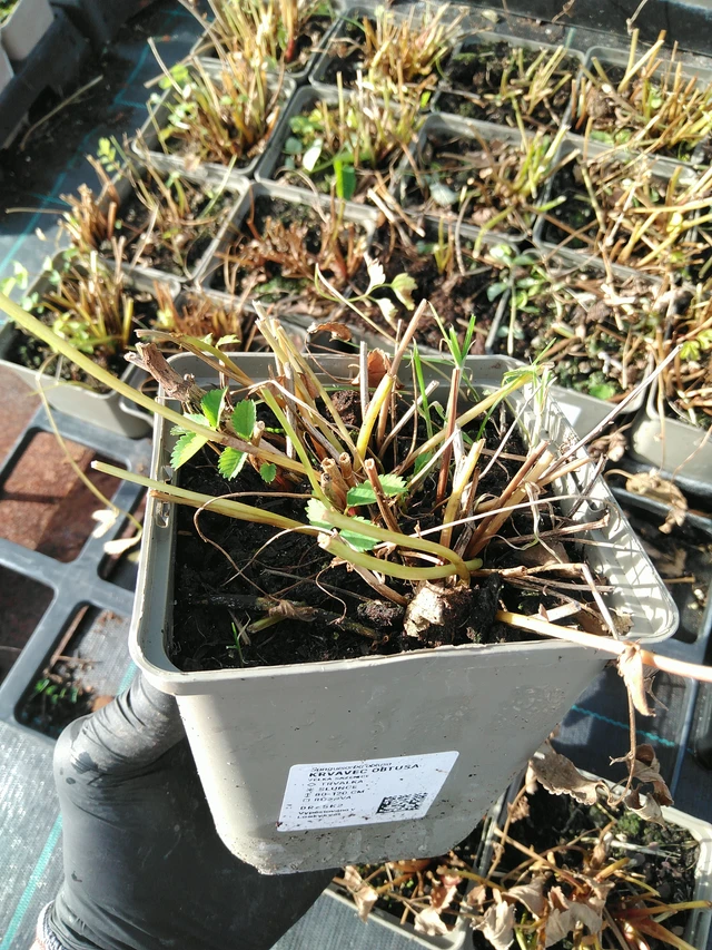 Verikurjenpolvi obtusa - 31. 10. 2025