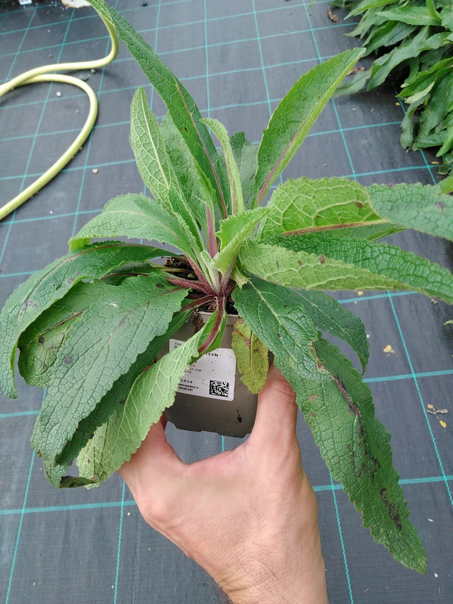 Tähkylä Sixteen Candles - 28. 7. 2025