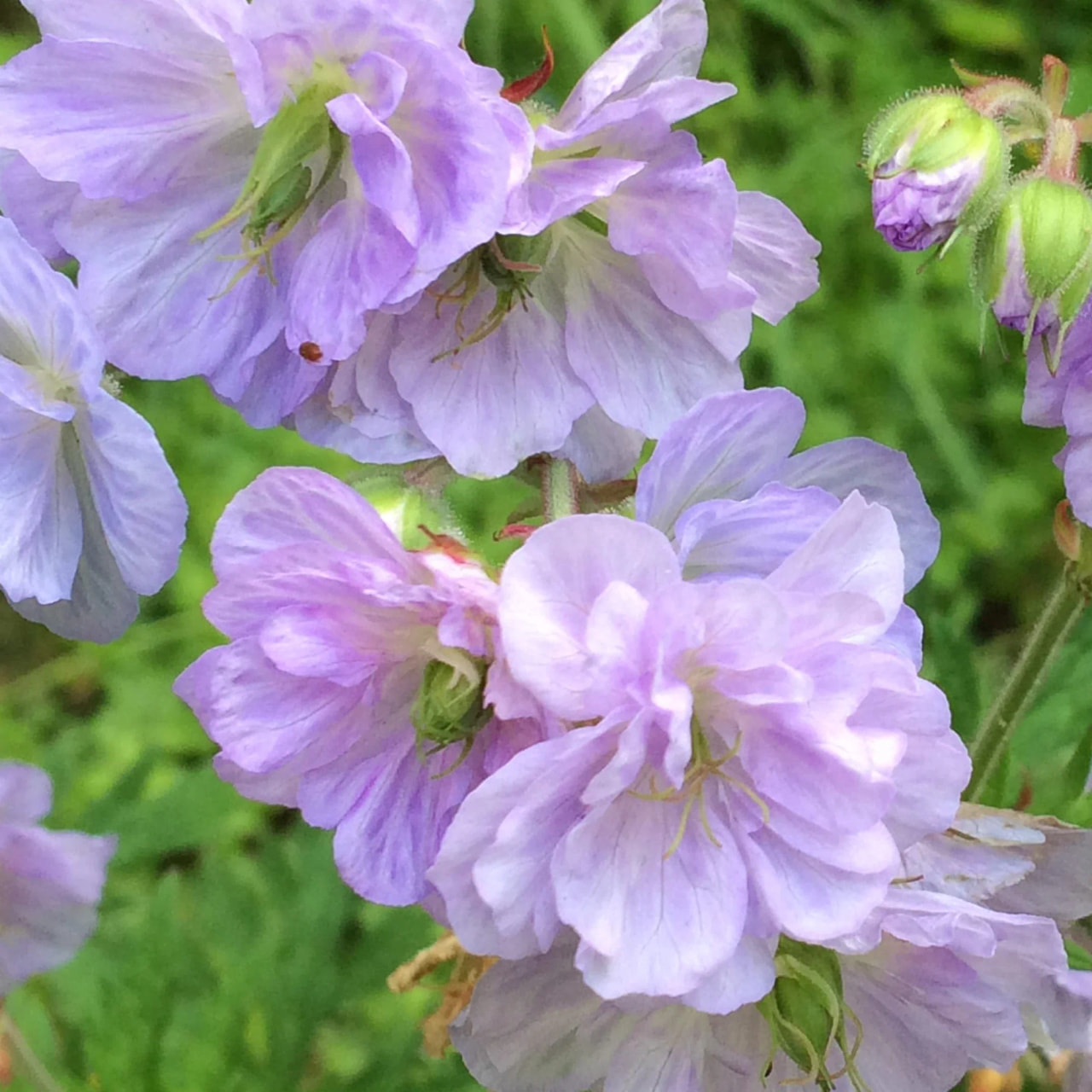 Kakost Cloud Nine, Loukykvět