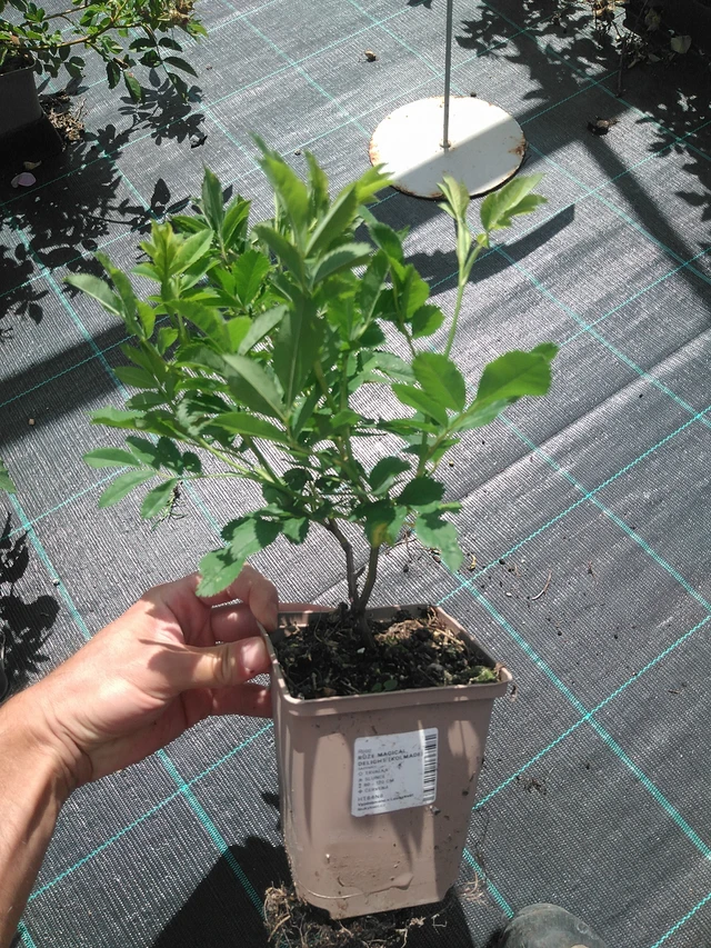 Rose Magical Delight (Kolmade) - 24. 6. 2025