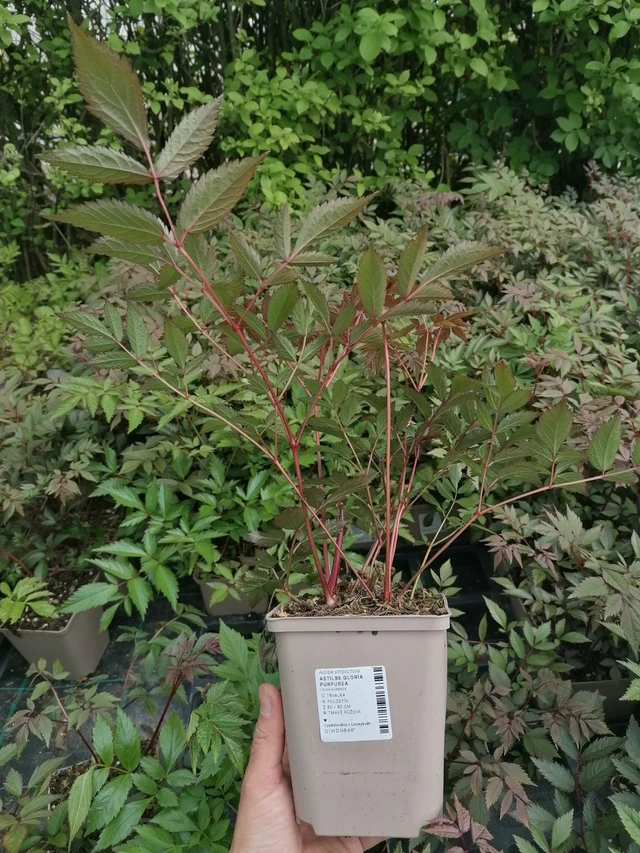 Astilbe Gloria Purpurea - 2024