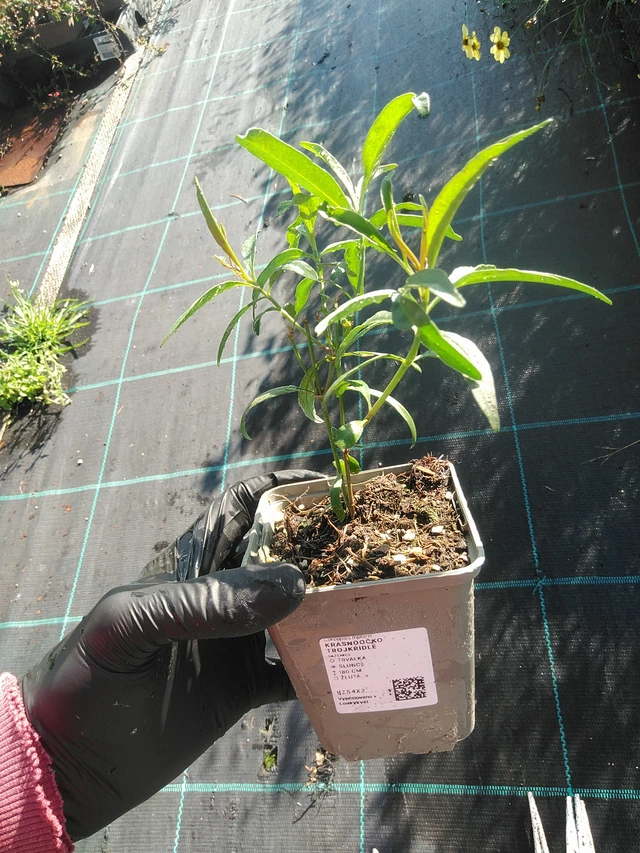 Coreopsis trojkřídlé - 1. 9. 2025