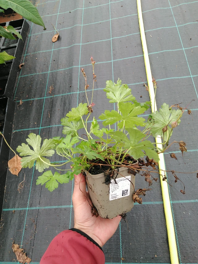 Kurjenpolvi Biokovo - 28. 7. 2025