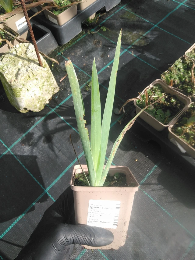 Iiris Lugano - 13. 10. 2025