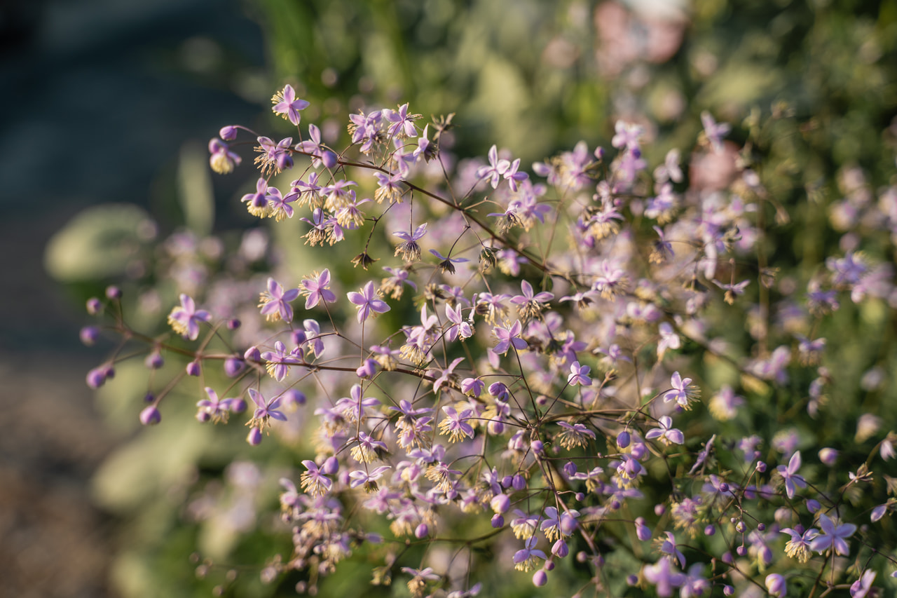 Clematis Praecox, Loukykvět