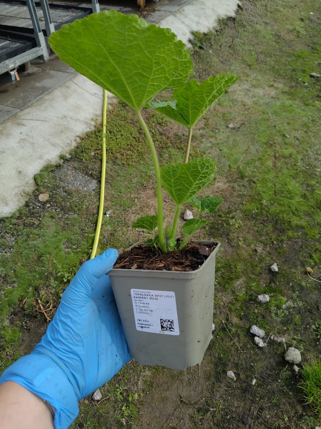 Topolovka Spotlight Radiant Rose - 10. 9. 2025