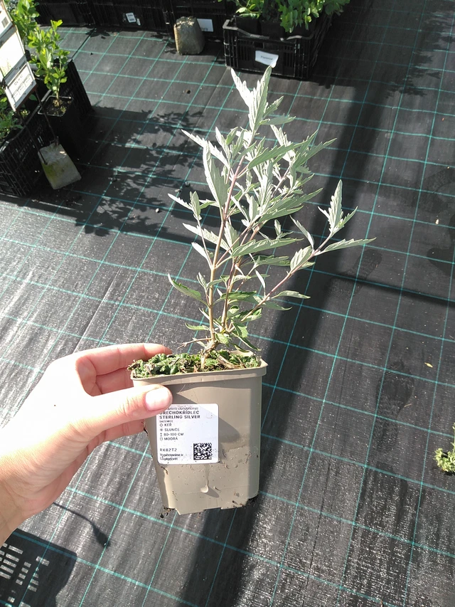 Perovskia Sterling Silver - 11. 7. 2025