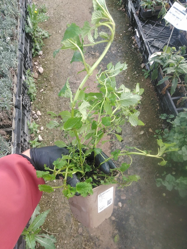 Sitruunamelissa Limonii - 13. 10. 2025