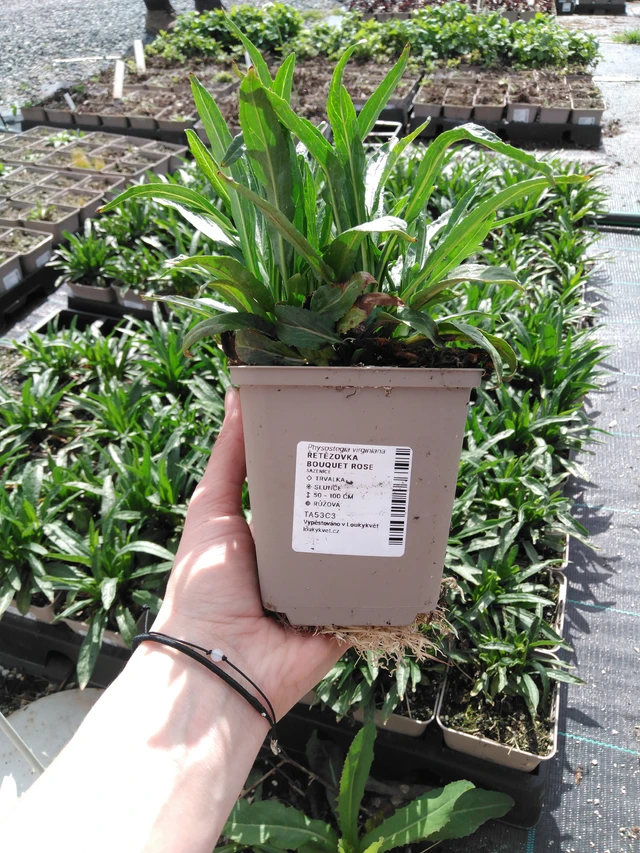 Lythrum Bouquet Rose - 2024