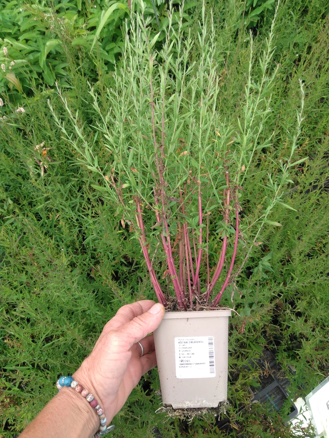 Aster Erlkönig - 2024