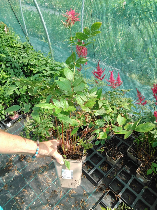 Astilbe Paul Gaarder - 2024