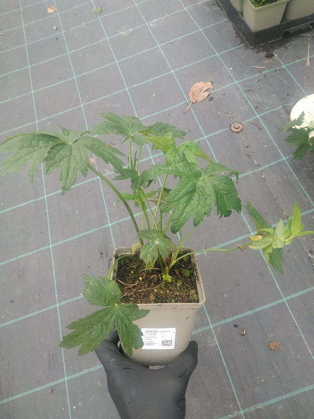 Masterwort Shaggy - 10. 9. 2025