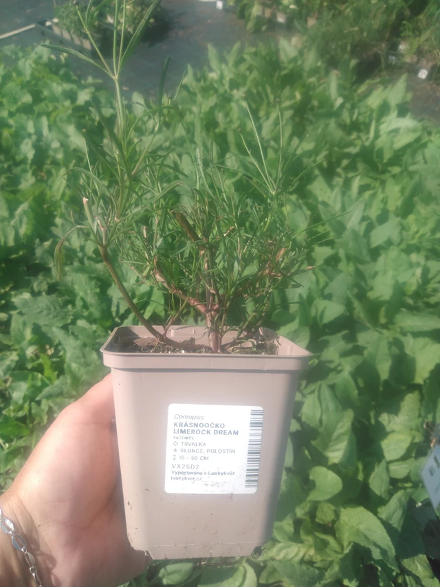 Krásnoočko Limerock Dream - 2024