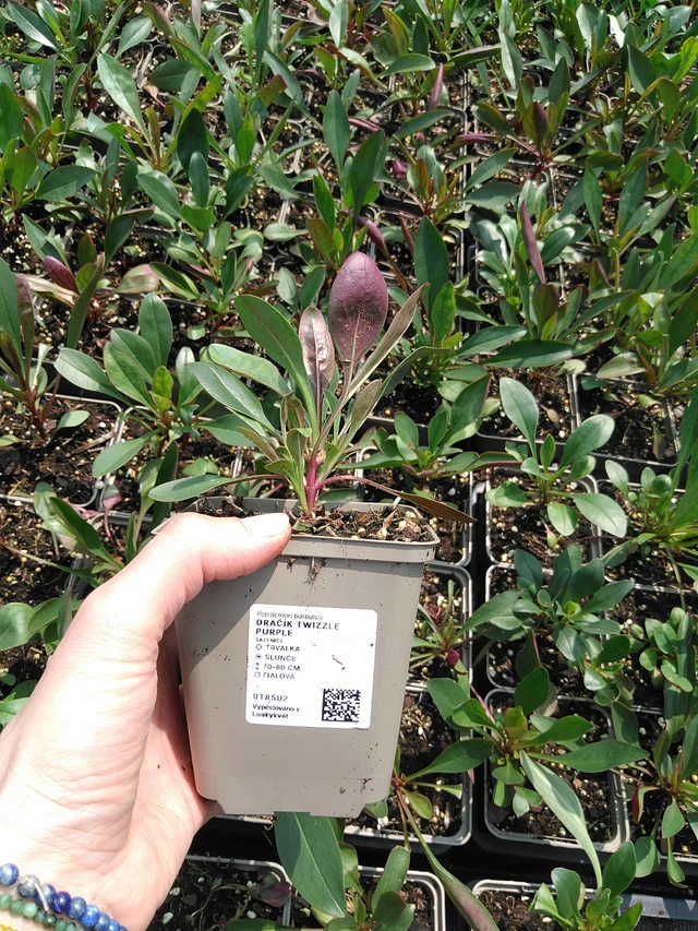 Flor de dragón Twizzle Purple - 9. 6. 2025