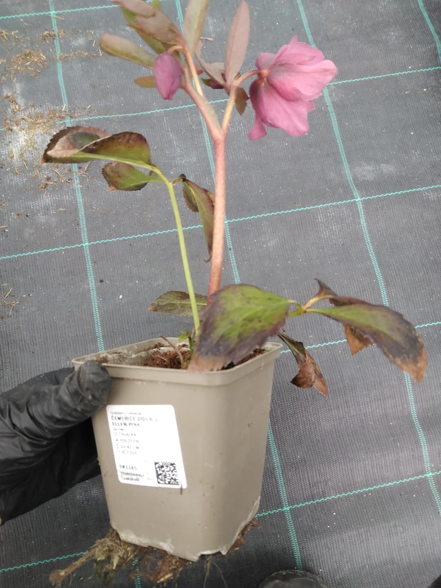 Hunyor Double Ellen Pink - 1. 4. 2026