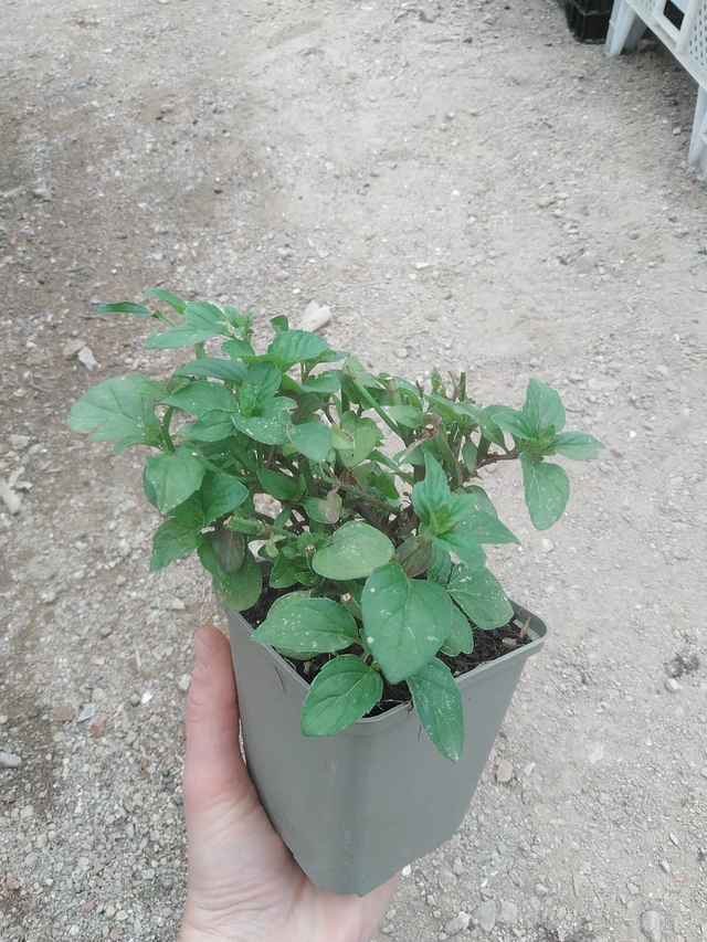 Citronová máta - 17. 7. 2025