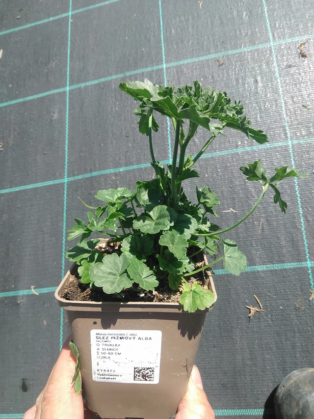 Sléz pižmový Alba - 30. 6. 2025