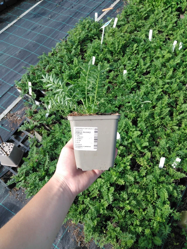 Astrantia Filigree Clouds - 2024