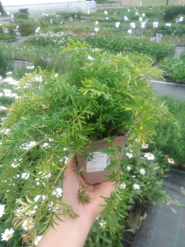 Astrantia Filigree Clouds - 2024