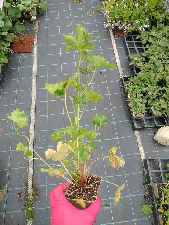 Malesiini Wine Red - 29. 7. 2025