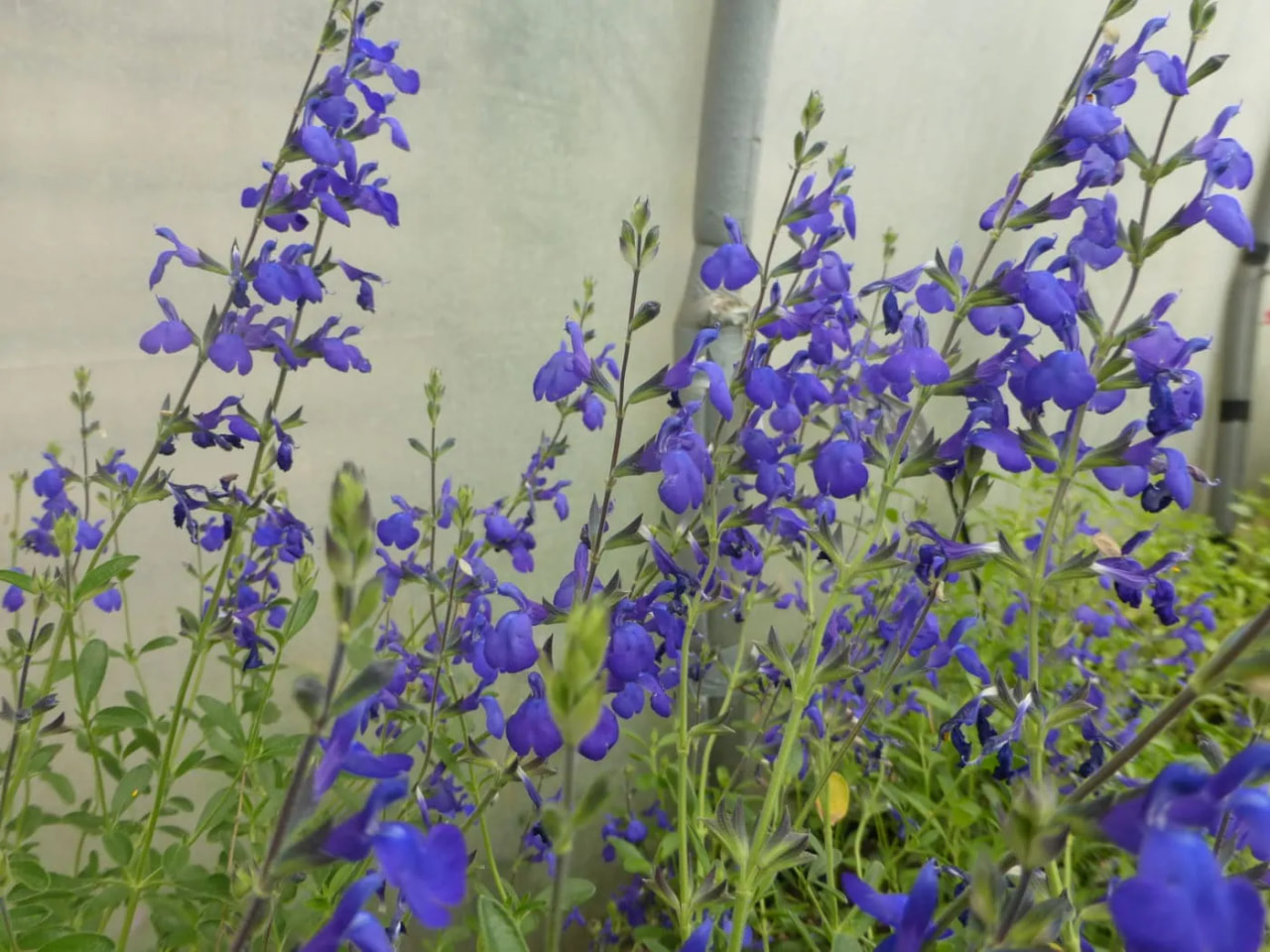 Šalvěj Blue Note, Loukykvět