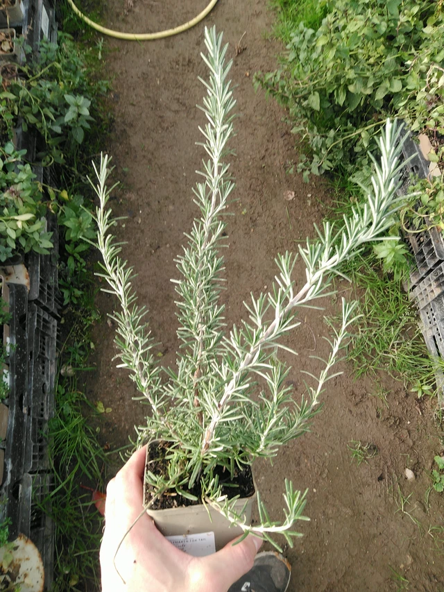 Romero Fox tail - 31. 10. 2025