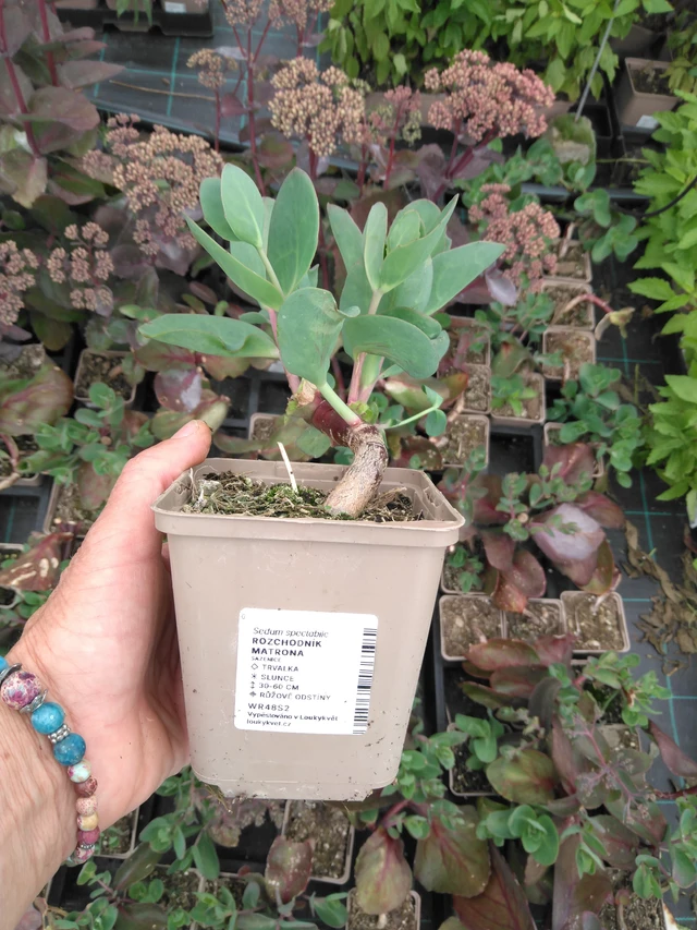 Maksaruoho Matrona - 2024