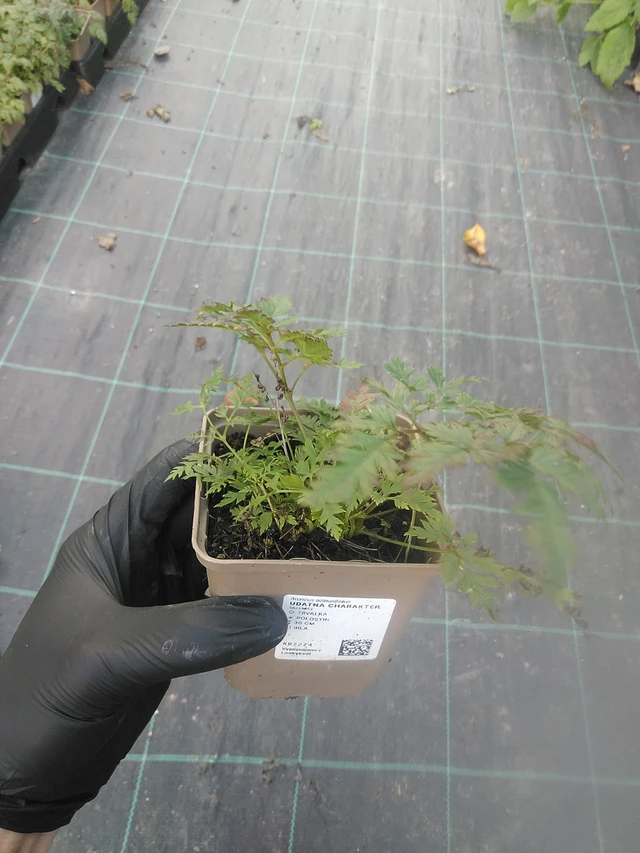 Udatna Charakter - 13. 10. 2025