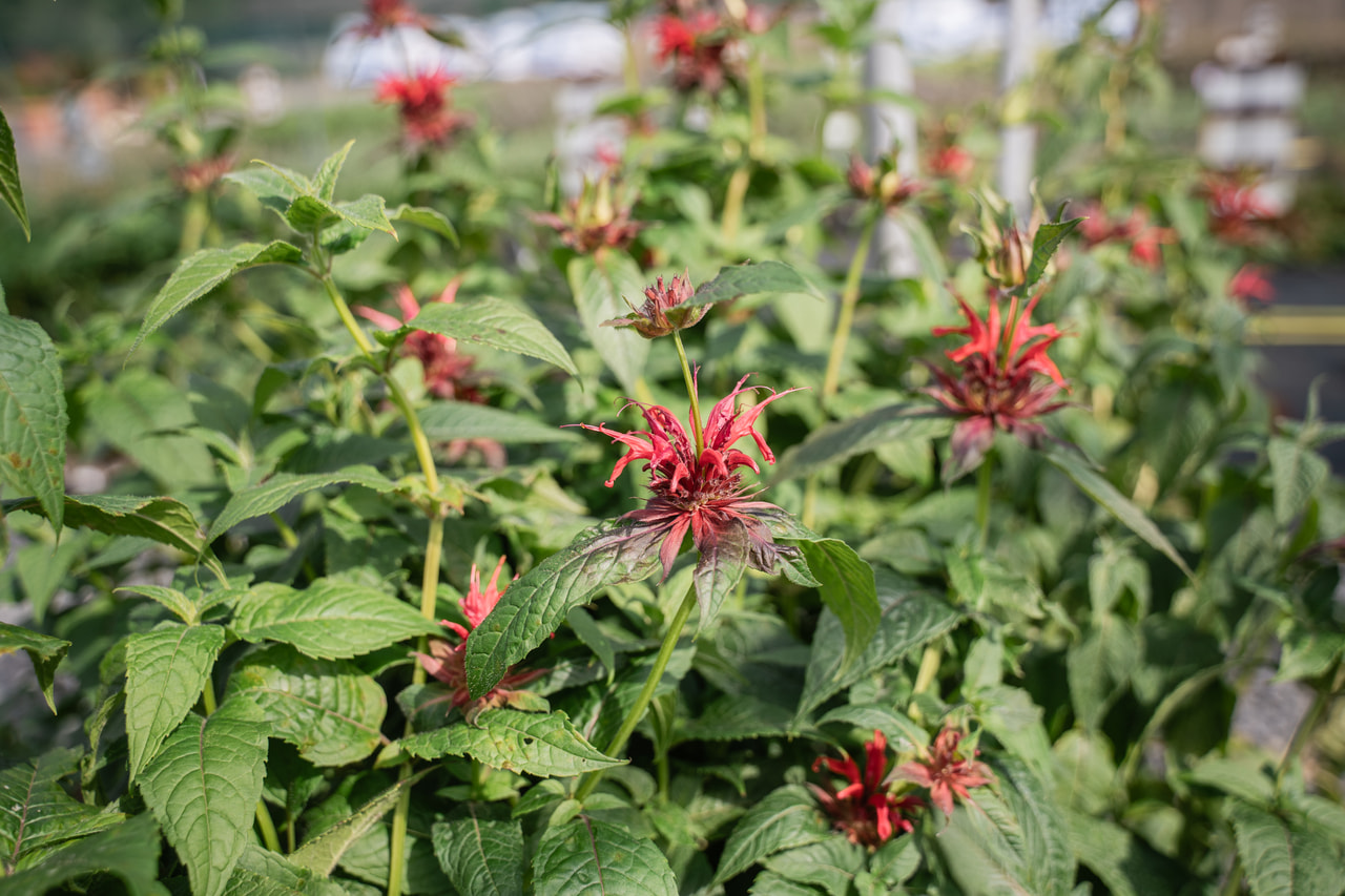 Méhbalzsam Cambridge Scarlet, Loukykvět