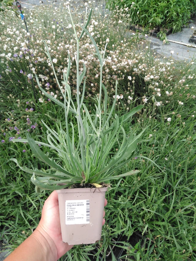 Poblekla modrá - 2024