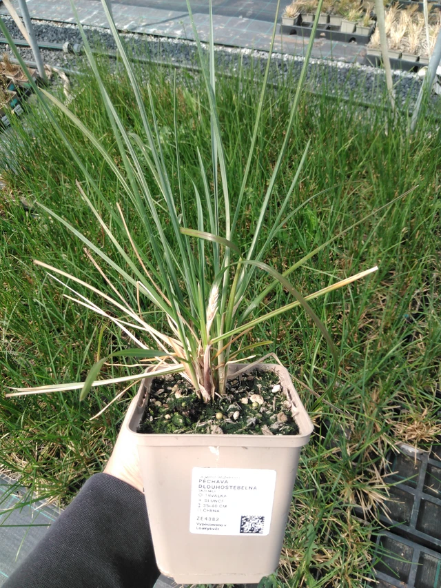 Pěchava dlouhostébelná - 13. 5. 2025