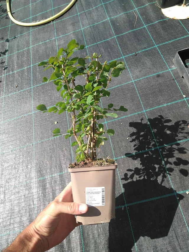 Snowberry Magical Red Riding Hood - 24. 6. 2025