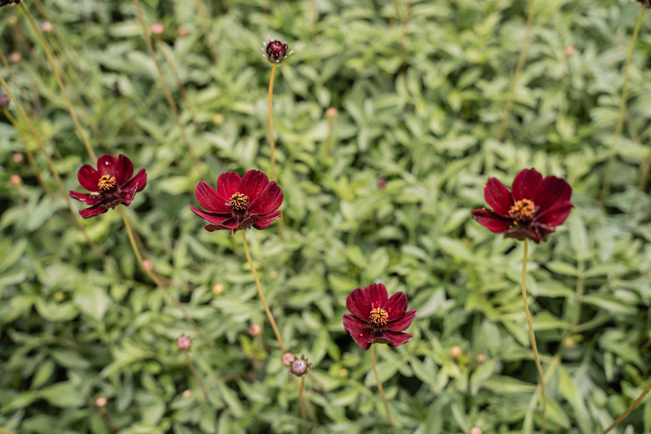 Cosmos Eclipse, Loukykvět