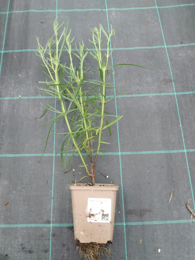 Kapealehtisalvia - 10. 9. 2025