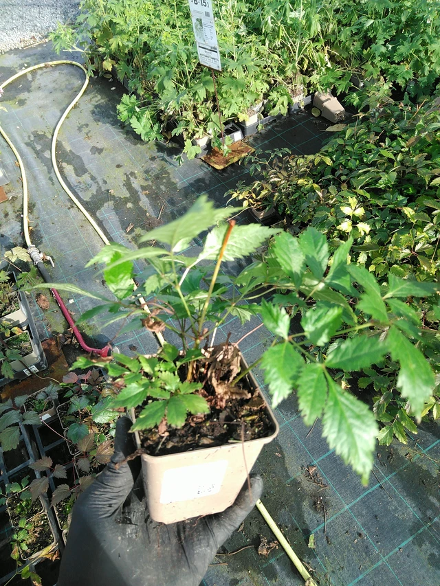 Astilbe Fanal - 31. 10. 2025