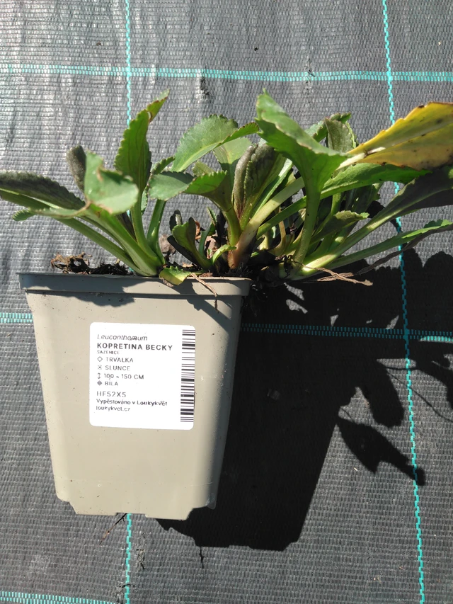 Kopretina Becky - 3. 4. 2025