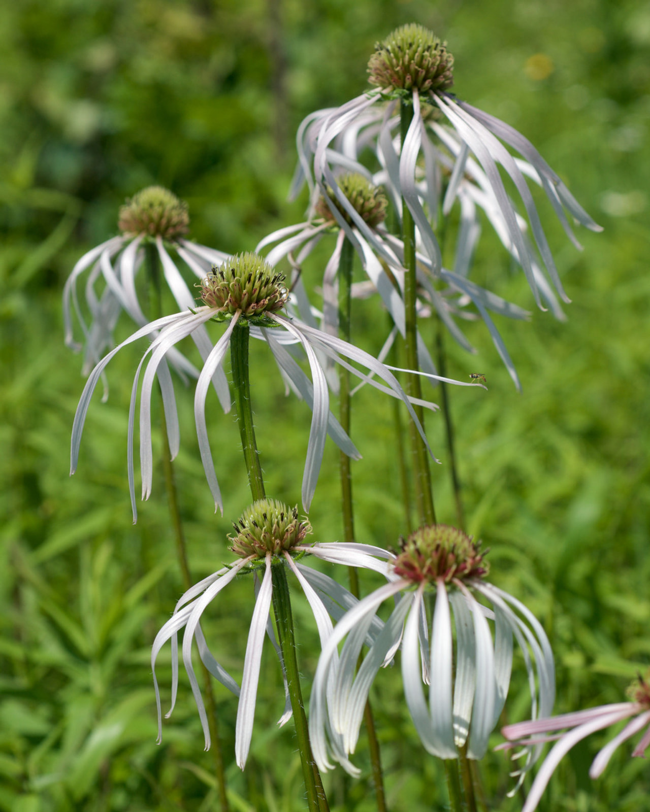 Echinacea pallida Hula Dancer, Loukykvět