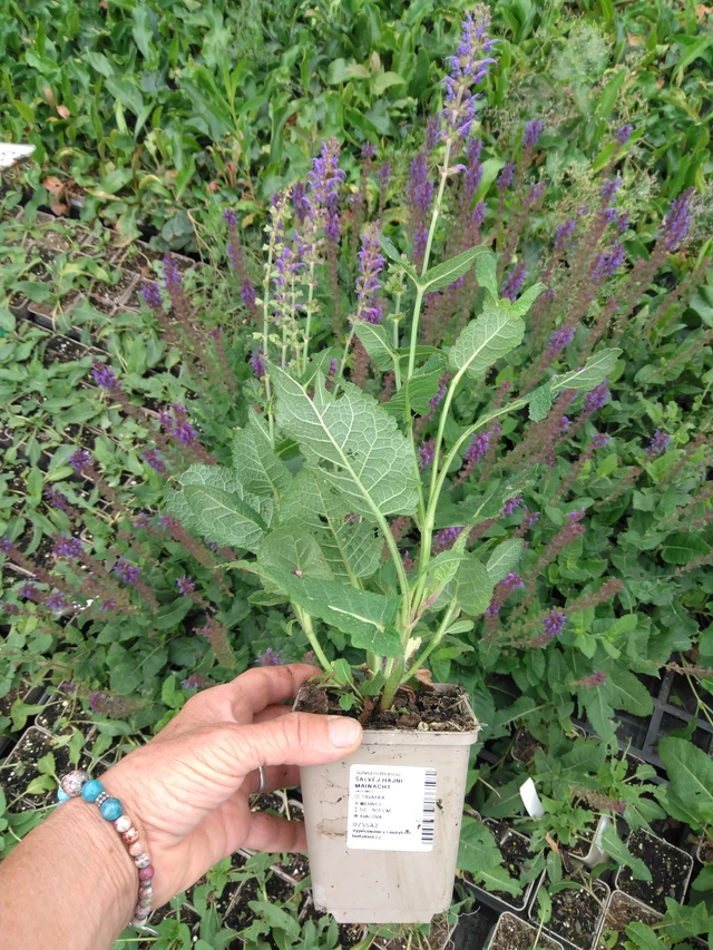 Šalvěj hajní Mainacht - 2024