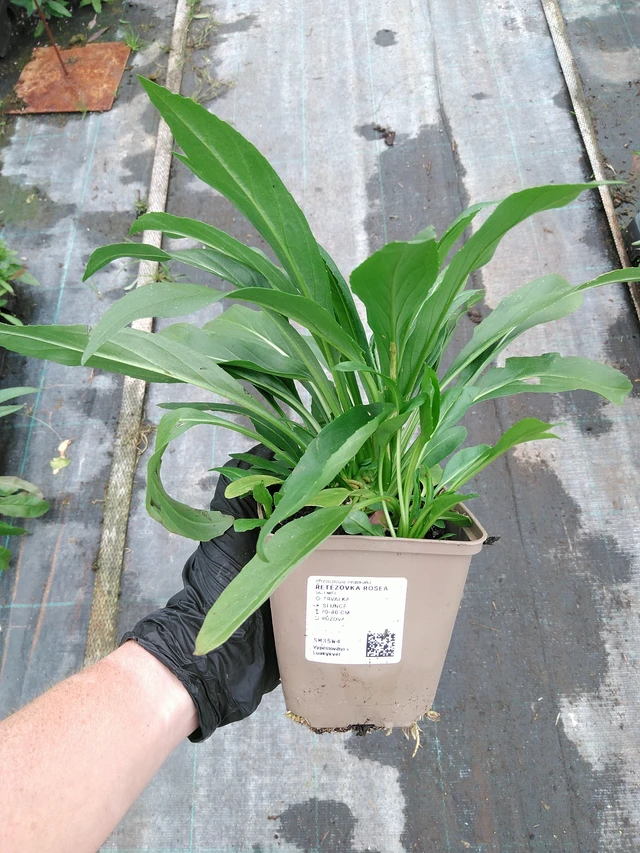 Řetězovka Rosea - 10. 9. 2025