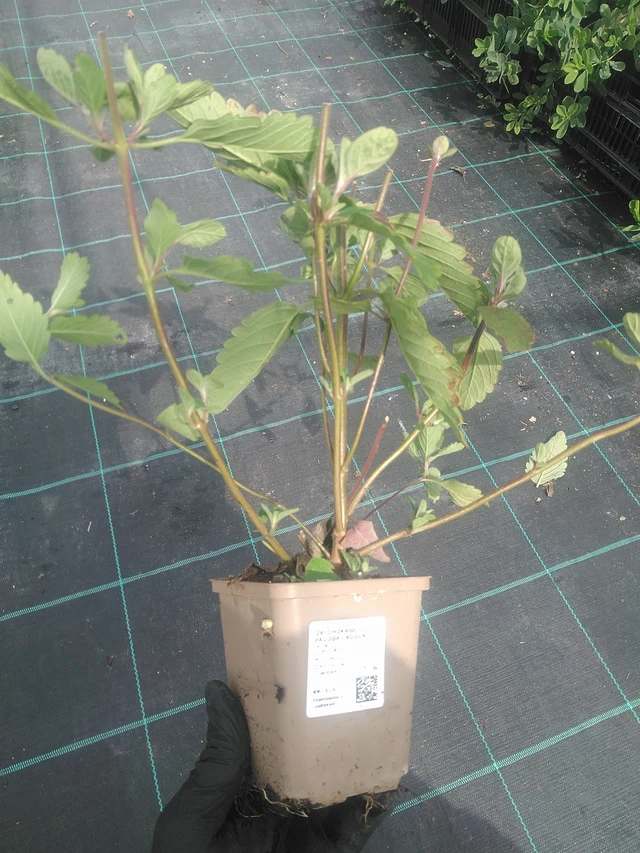 Caryopteris Pagoda Lagoon - 10. 9. 2025