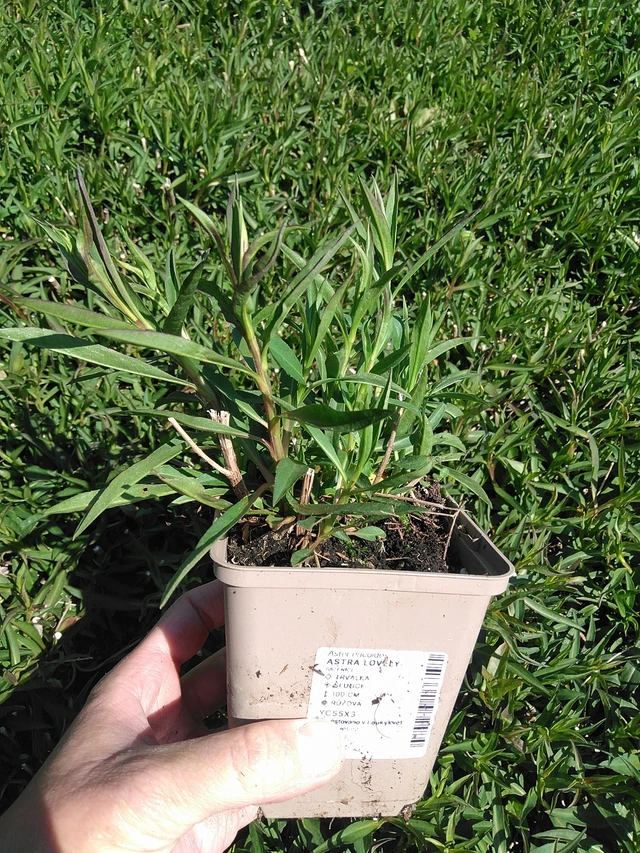 Asta Lovely - 13. 5. 2025