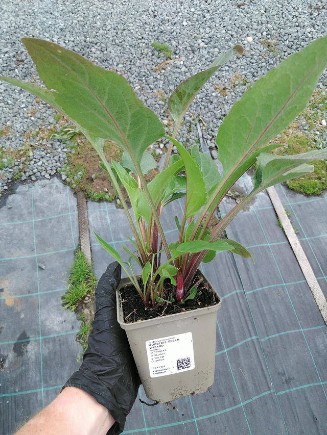 Rudbeckia Green Wizard - 10. 9. 2025