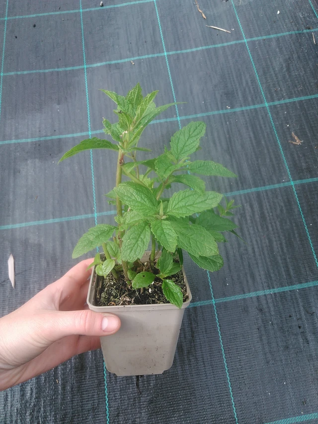 Maitohorsma Atropurpureum - 17. 7. 2025