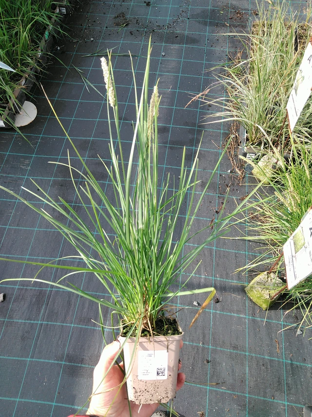 Pěchava - 28. 7. 2025