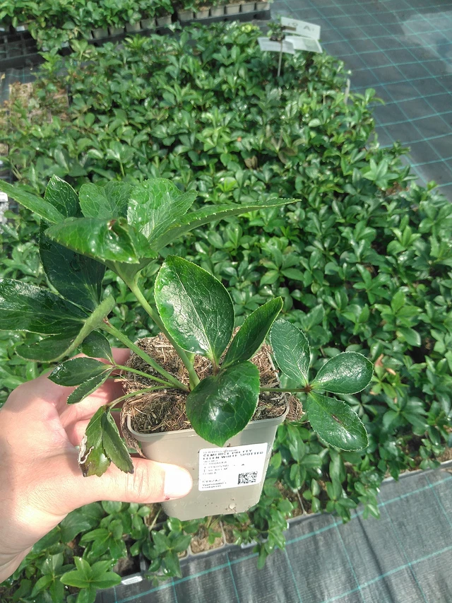 Hellebore Pretty Ellen White Spotted - 24. 6. 2025