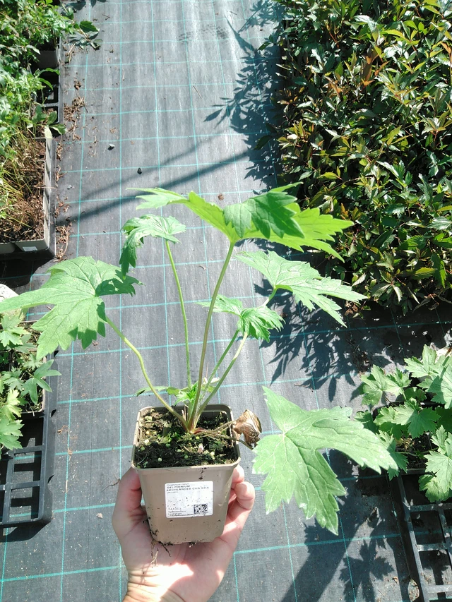 Delphinium Highlander Cha Cha - 19. 8. 2025