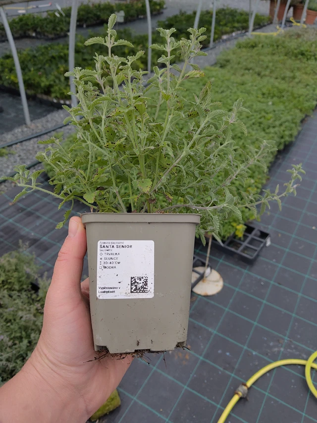 Catnip Senior - 10. 10. 2025