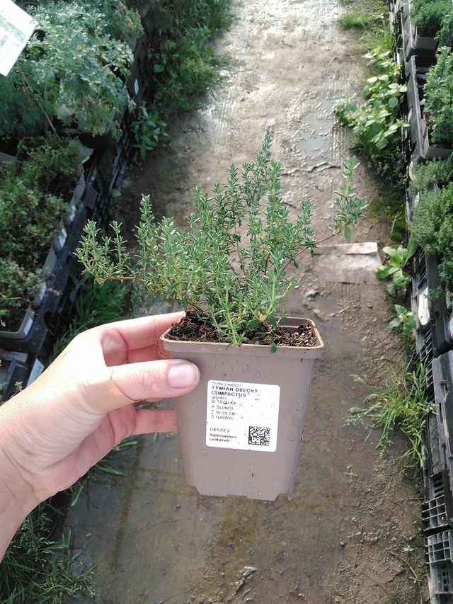 Tymián obecný Compactus - 19. 8. 2025