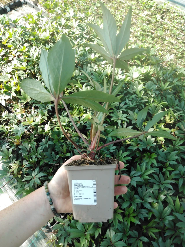 Hellebore Magnificent Bells - 2024